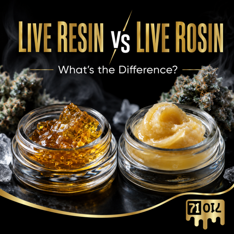 Live resin vs live rosin comparison showing two cannabis concentrates side by side with fresh cannabis in a premium 71 Oil design.